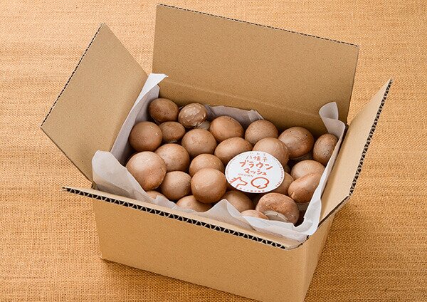 八幡平マッシュルームブラウン・美品【1kg】