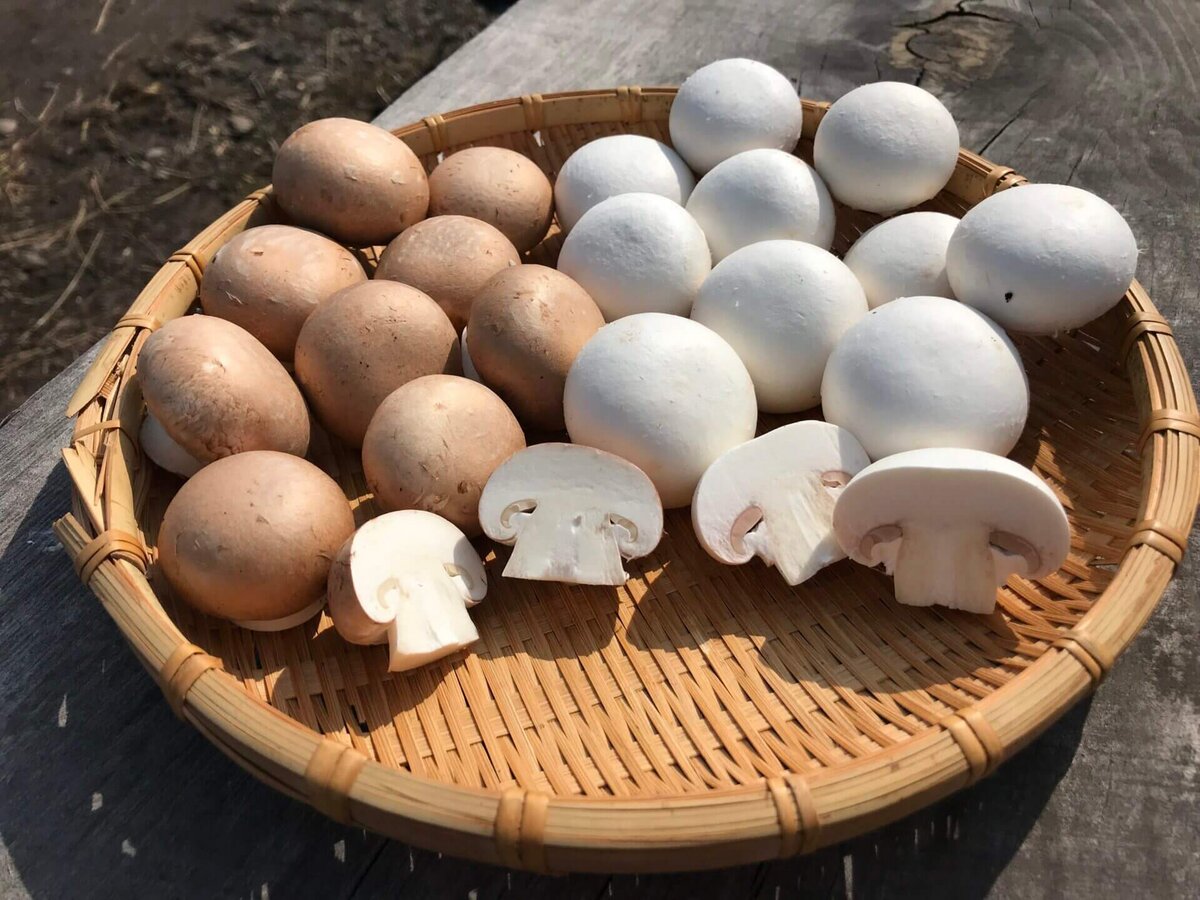 八幡平マッシュルームの定期便【ウマッシュルームで引退馬のセカンドキャリア応援企画】