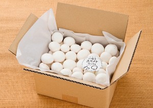 八幡平マッシュルーム ホワイト・美品【1kg】